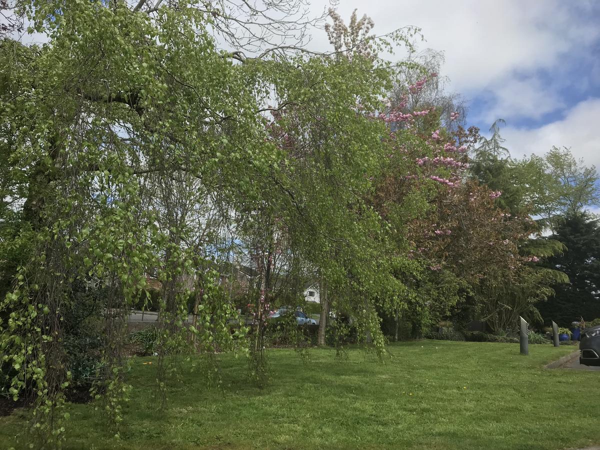 Bramble Lodge Blarney Zewnętrze zdjęcie